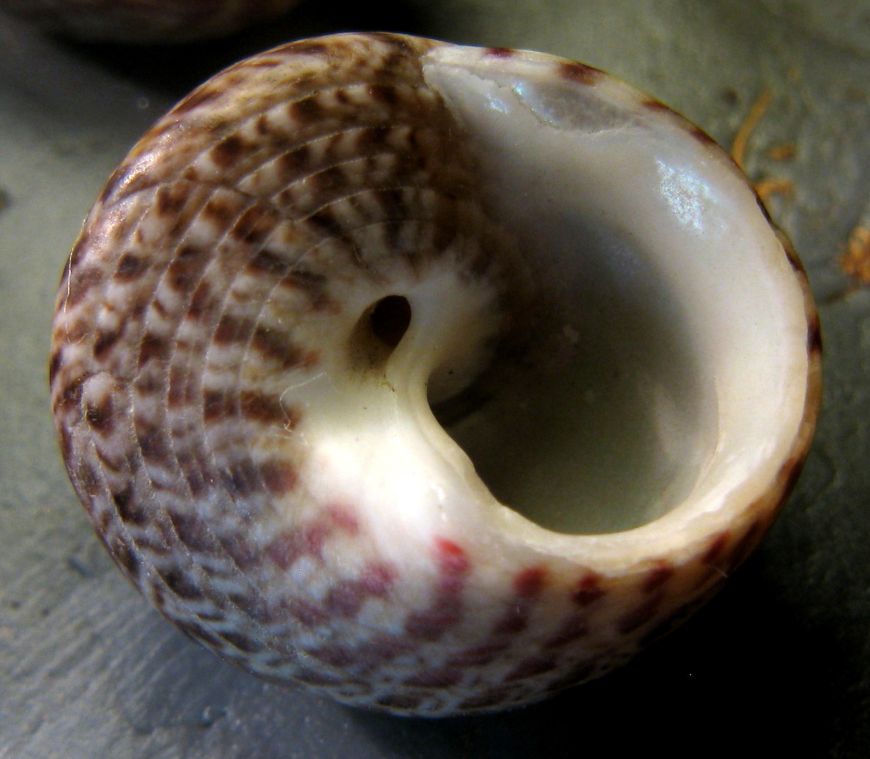 Tenerife, Canarie - Famiglia Trochidae